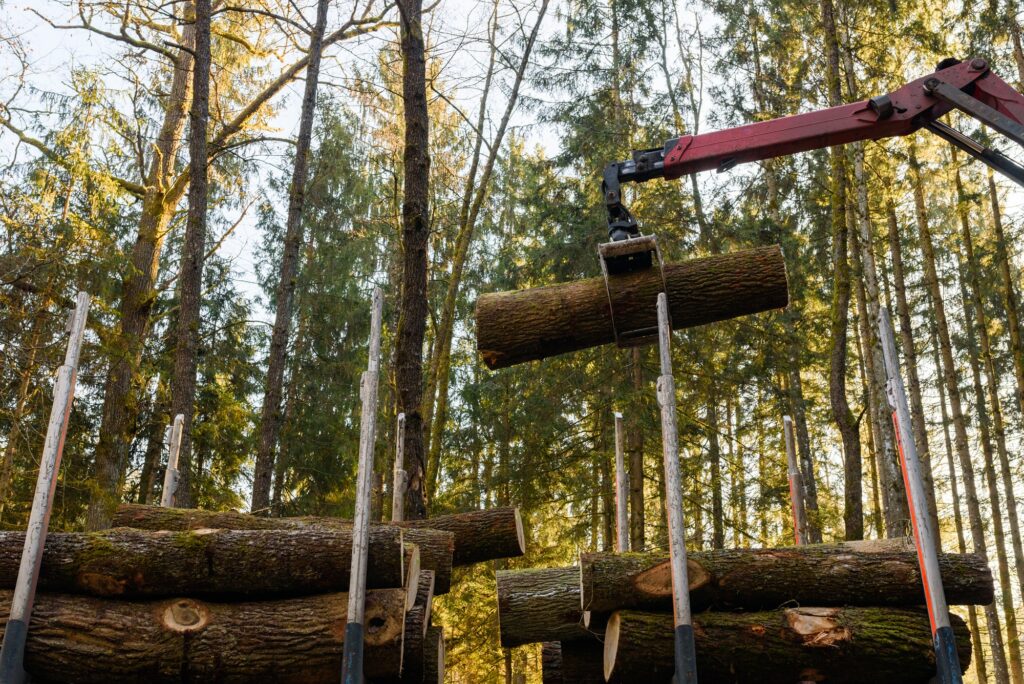 Crane in forest loading logs in the truck. Timber harvesting and transportation in forest