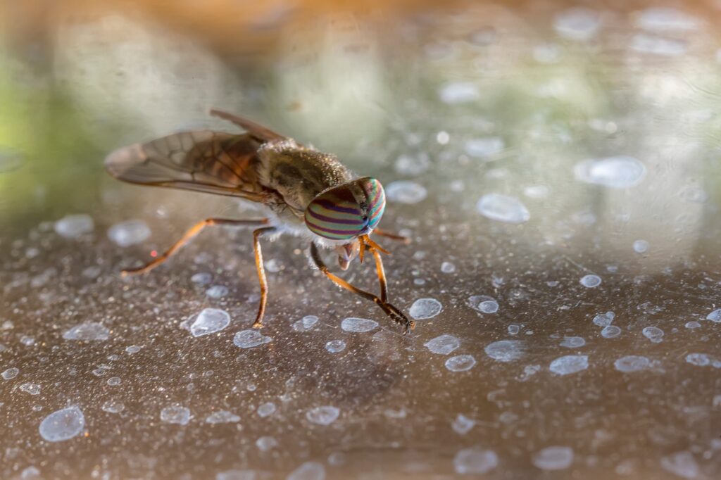 Horse-Fly
