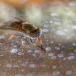 L’impact d’un nid de mouche sur votre santé et votre environnement