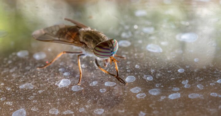 L’impact d’un nid de mouche sur votre santé et votre environnement