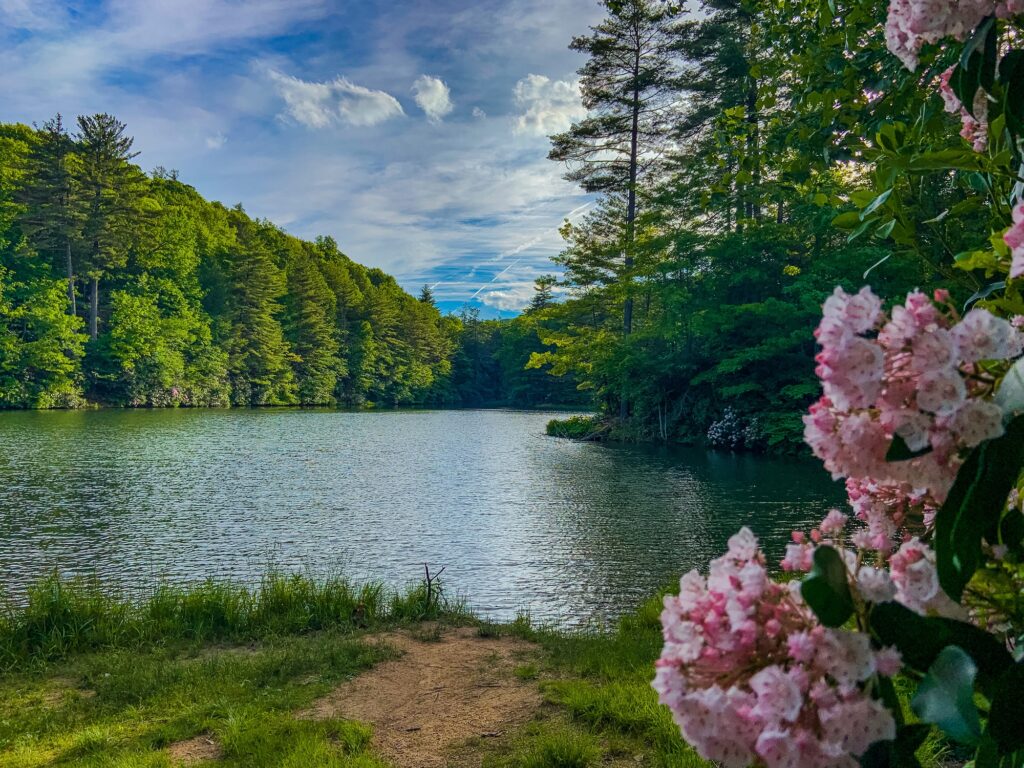 Lake view with mountain laurel blooming