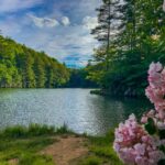 Comment et quand tailler les lauriers roses afin d’assurer leur croissance