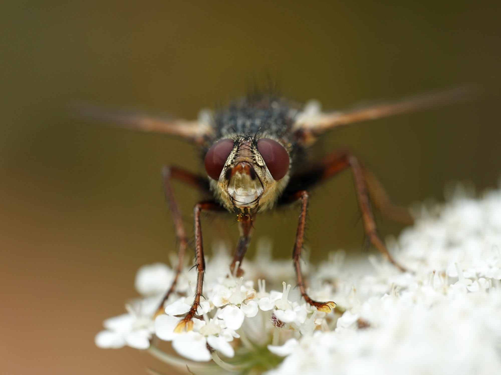 Tachina fera fly