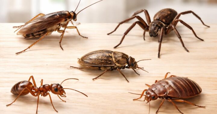 Les 5 insectes marron dans la maison les plus courants et leurs particularités