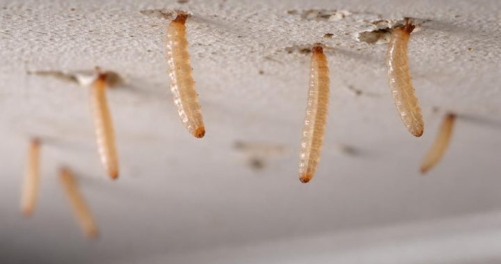 Les dangers cachés des larves de mites au plafond que vous devez connaître