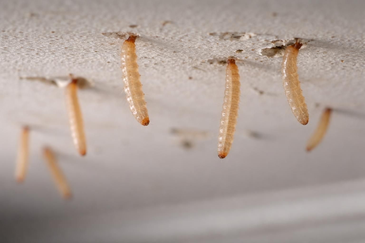 découvrez les dangers méconnus des larves de mites au plafond et apprenez comment les identifier et les éliminer efficacement pour protéger votre maison.
