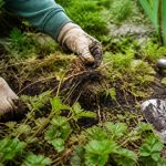 Comment se débarrasser de la porcelle enracinée : témoignages de jardiniers expérimentés