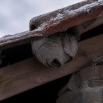Nids de guêpes sous les tuiles : que faire en hiver