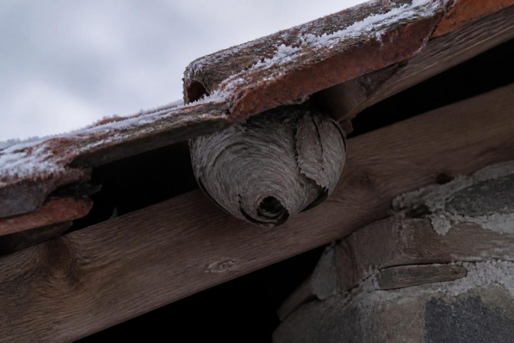 découvrez comment gérer les nids de guêpes sous les tuiles en hiver, les précautions à prendre et les solutions efficaces pour sécuriser votre maison.