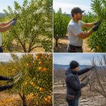 Taille des orangers : conseils pour chaque saison de l&rsquo;année