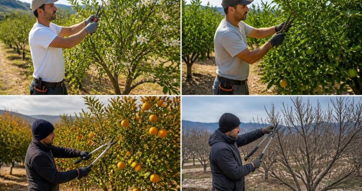 Taille des orangers : conseils pour chaque saison de l&rsquo;année