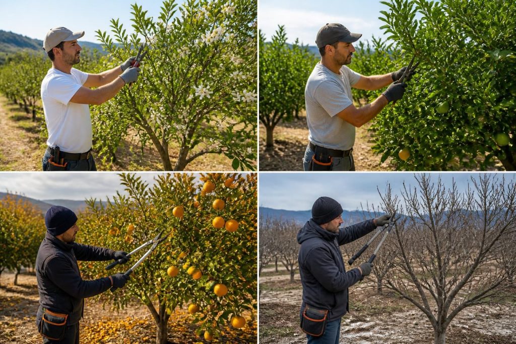 découvrez nos conseils pour tailler vos orangers tout au long de l'année afin d'assurer une croissance optimale et une récolte abondante.